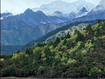 Lulang Forest