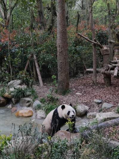 Dujiangyan Panda Park (with electric car)