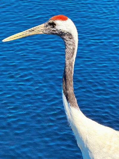 Zhalong Nature Reserve (including electric cart, China's most beautifulwetland, the Home of Cranes in the world, and the release of Redcrowned Cranes)