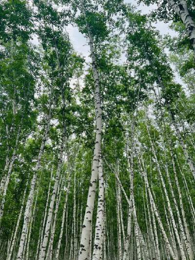 Birch Forest