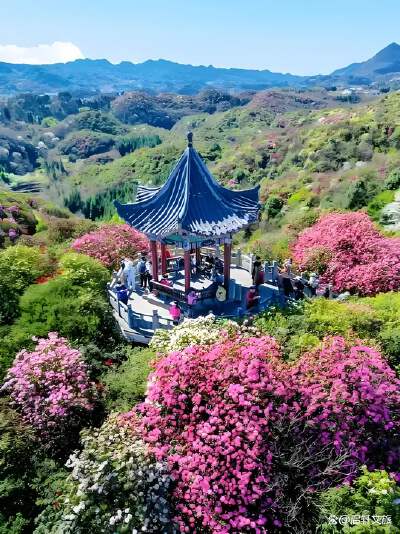 Baili Azalea Scenic Area