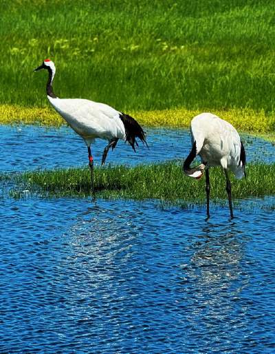 Zhalong Nature Reserve (including electric cart, China's most beautifulwetland, the Home of Cranes in the world, and the release of Redcrowned Cranes)