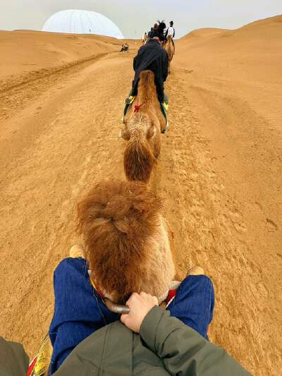 Camel Riding Experience