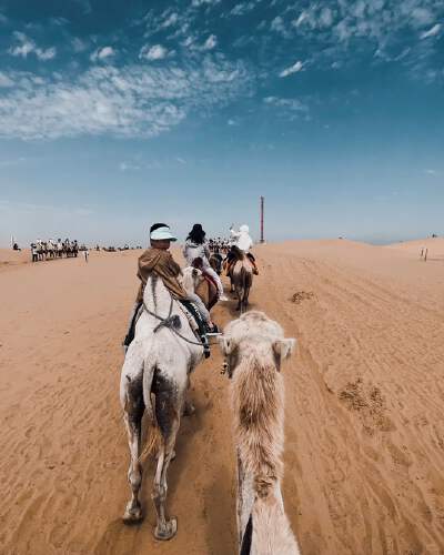 Camel Ride & Desert Sightseeing Train