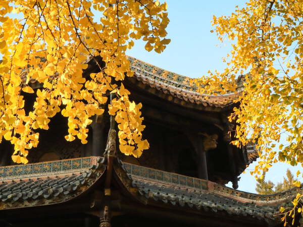 Volcanoes and Golden Ginkgo Village
