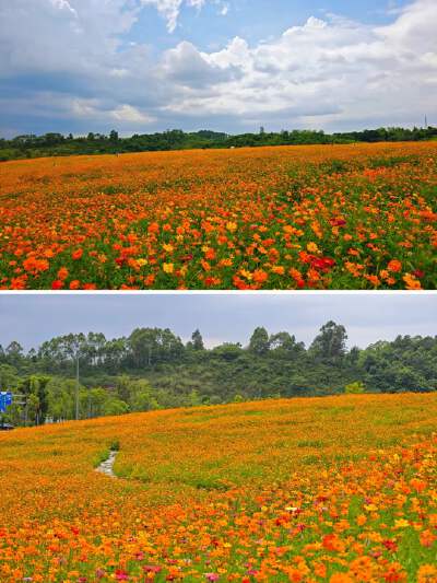 Jingshan Flower Sea - Season on between Mar - 14 Nov
