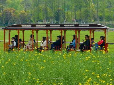 Jingshan Flower Sea and hop on a fairytale mini train