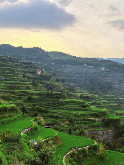 Miao Terraced Fields