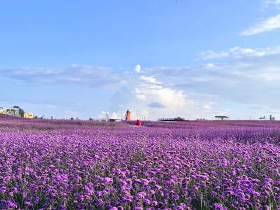 Yunding Flower Sea (May - Oct)