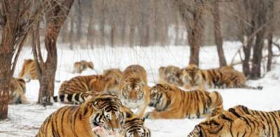 Northeast Tiger Forest Park (includes thrilling vehicle tour + apiece of meat per person to feed the big cats)