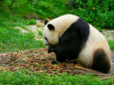 Panda Park (shuttle included)
