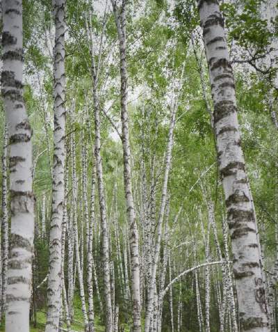 Light Hike through Birch Forests
