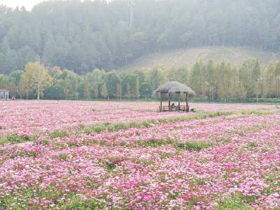 Jingshan Flower Sea - Season on between Mar - 14 Nov