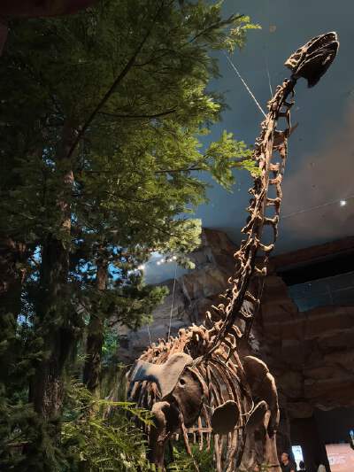 Inner Mongolia Museum (Dinosaur World & Aerospace Exhibition)