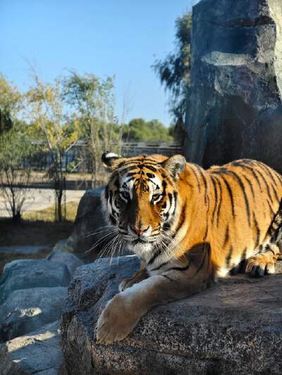 Siberian Tiger Park (includes thrilling car ride + one piece of meat per person to feed the big cats)