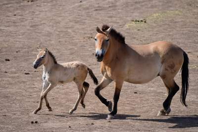 Wild Horse Nature Reserve