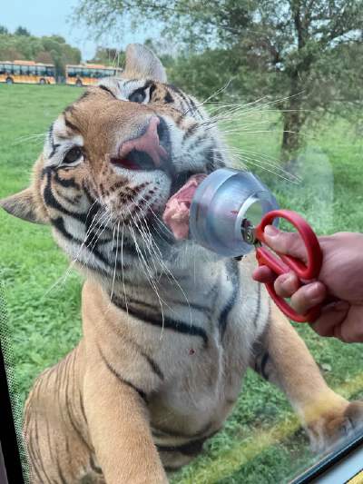 Siberian Tiger Park (includes thrilling car ride + one piece of meat per person to feed the big cats)