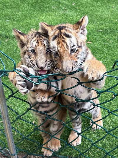Siberian Tiger Park (includes thrilling car ride + one piece of meat per person to feed the big cats)