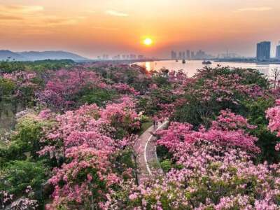 Hengqin Flower Corridor (Flowering period cannot be guaranteed)