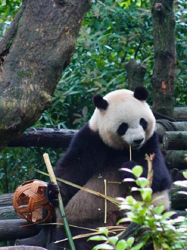 Chengdu > Jiuzhaigou