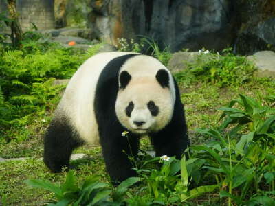 Panda Park (shuttle included)