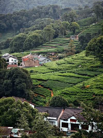 Meiwu Tea Town