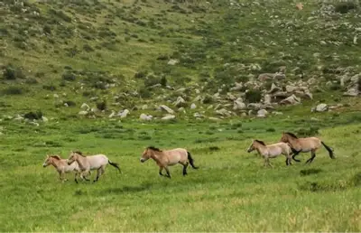 Mongolian Wild Horse Information Center