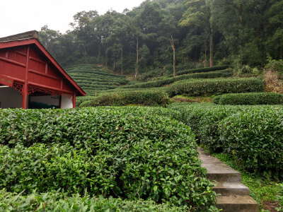 Hanfu Experience, Longjing Tea Picking and Lacquer Fan DIY