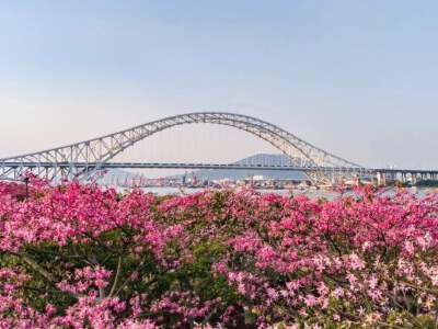 Hengqin Flower Corridor (Flowering period cannot be guaranteed)