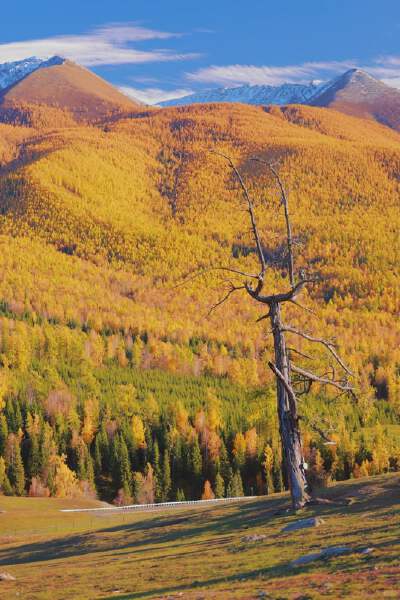 Tuvan Tribe