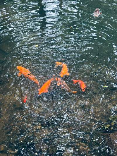 Flower Harbor Fish Viewing (One of the Ten Scenes of West Lake)