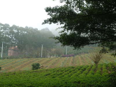Yannanfei Tea Plantation