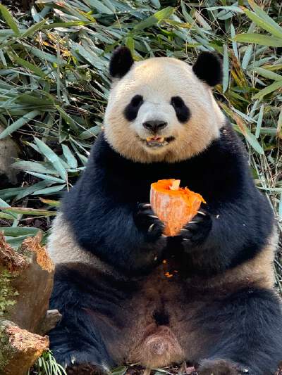 Dujiangyan Panda Park (with electric car)