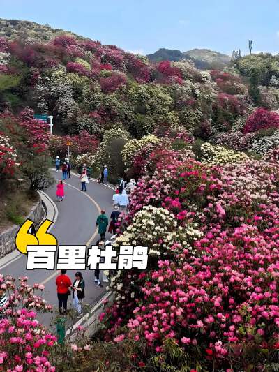 Baili Azalea Scenic Area