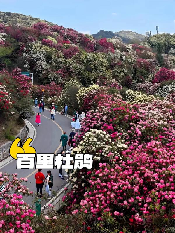 Guiyang > 2H > Baili Azalea Scenic Area > 2.5H  > Zhenning