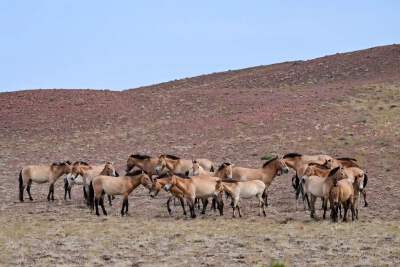 Wild Horse Nature Reserve