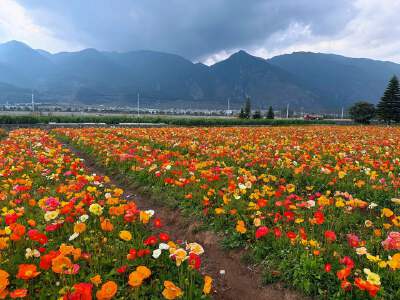 Seasonal Arrangements