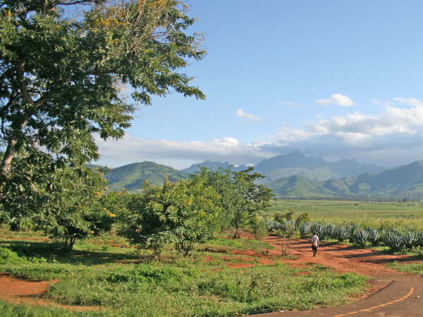 Yunfeng Mountain and Coffee Estate