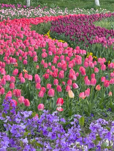 Spring (Feb-Mar) Sea of tulips, a great spot for stunning photos.