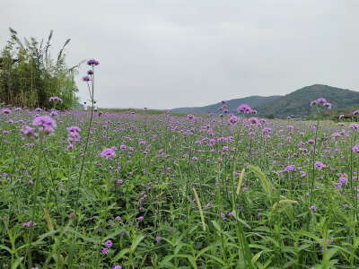 Nianhua Bay Zen Town (Taihu Lake)