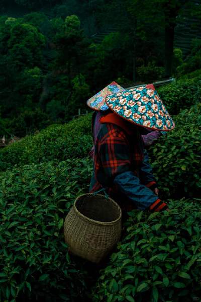 Longjing Tea Garden