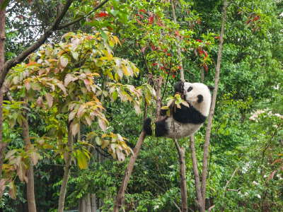 Chongqing Zoo Panda House