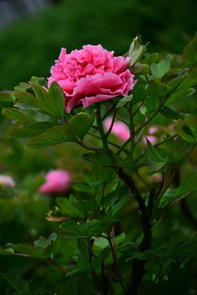 Remarks: April Month Seasonal Peony Garden