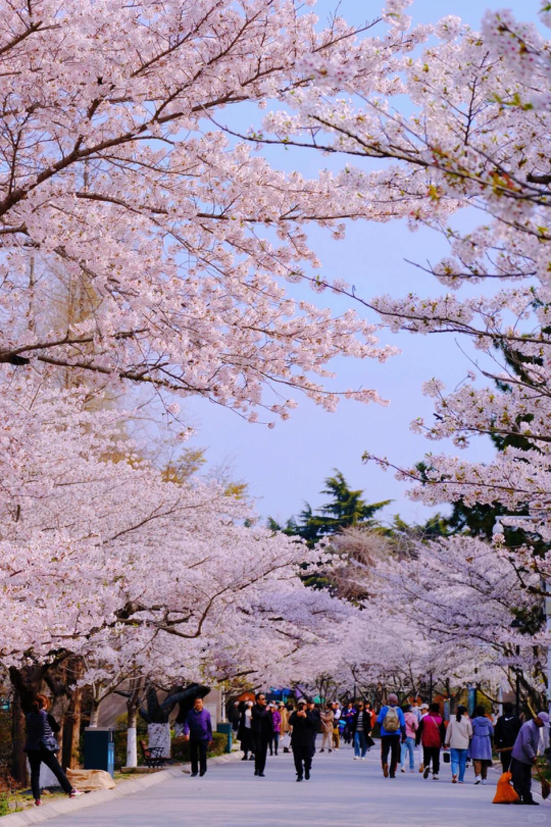 9D7N Qingdao Floral Sea Journey