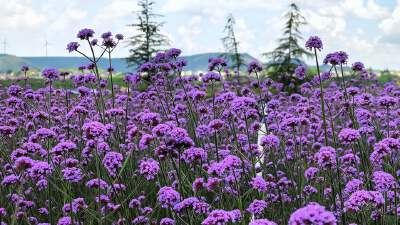 Yunding Flower Sea (May - Oct)