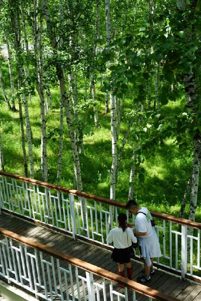 Birch Forest