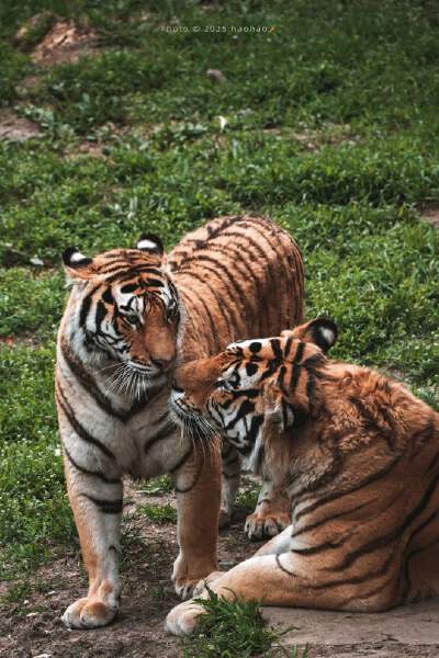 Northeast Tiger Forest Park (including sightseeing car)