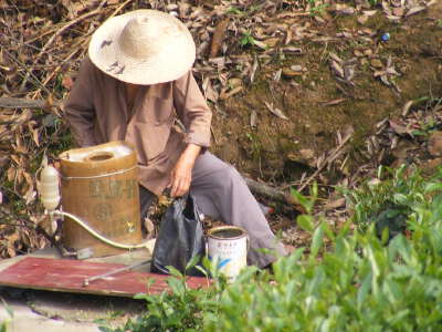 Hanfu Experience, Longjing Tea Picking and Lacquer Fan DIY