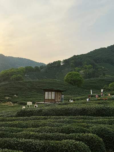 Tea Garden