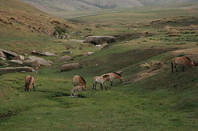 Mongolian Wild Horse Information Center